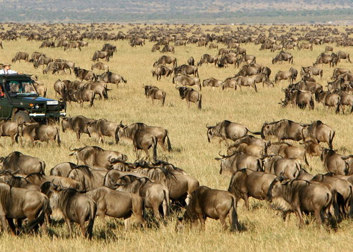Safari Packages: